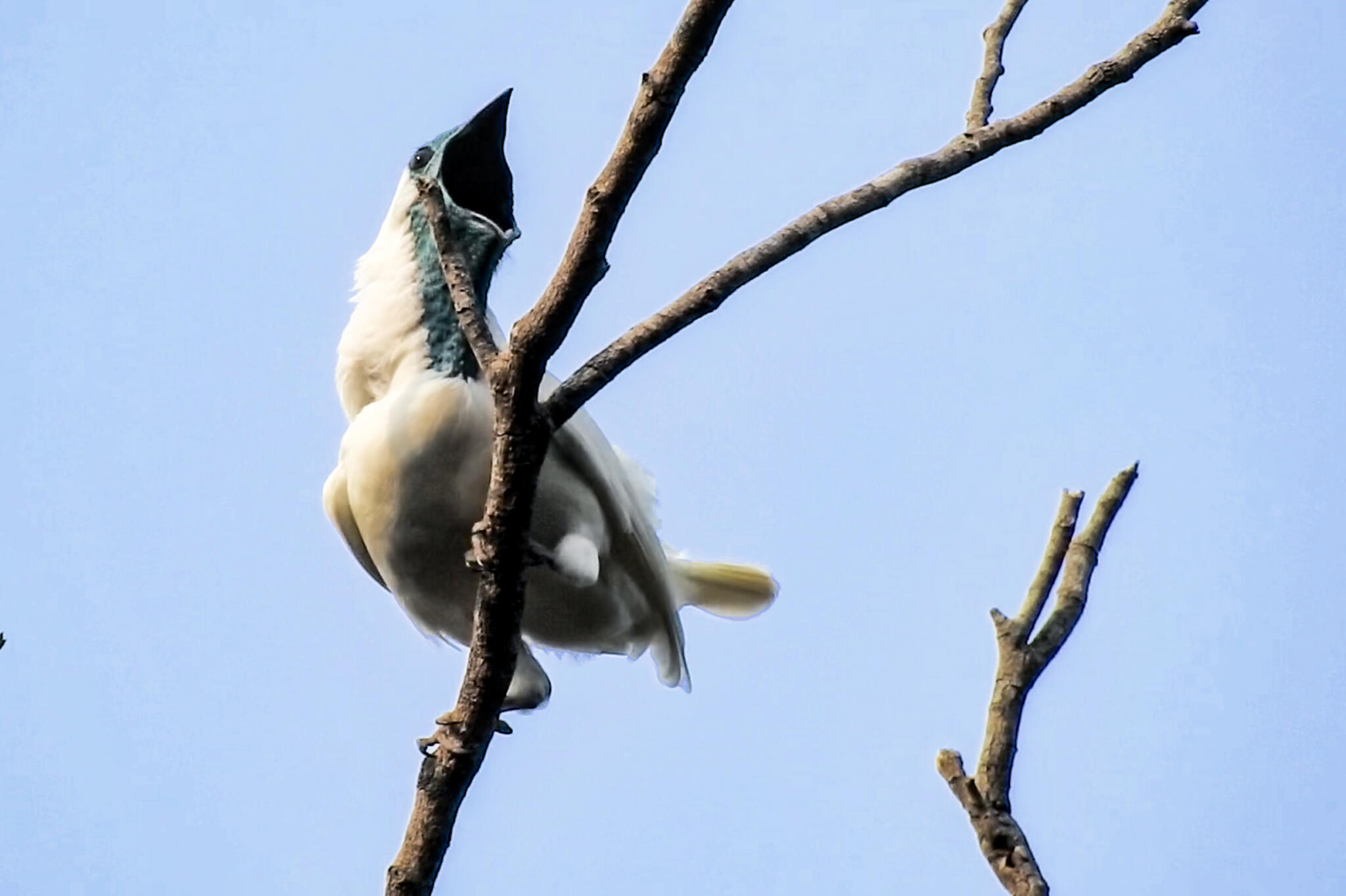 UMass biologists discover what may be the world's loudest birds