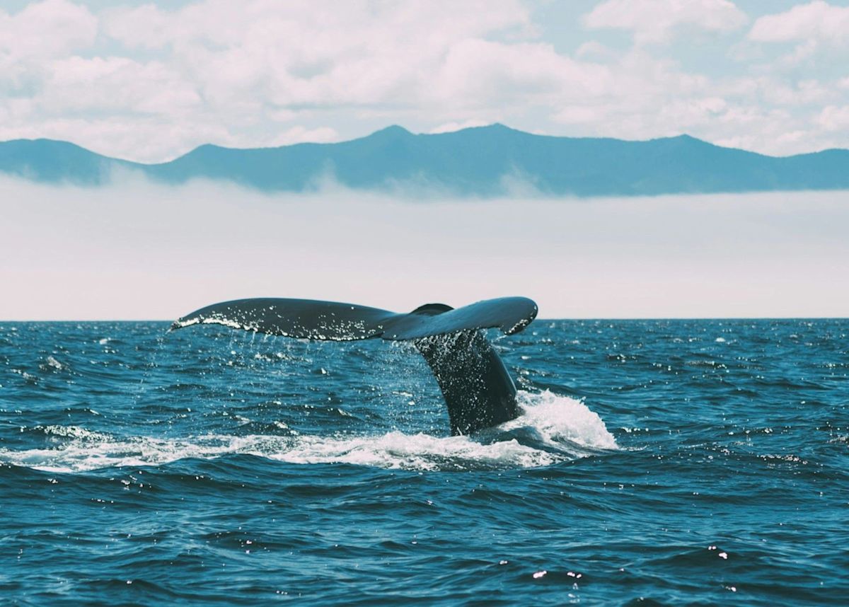 Canada announces a 'historic' $1.2B investment for ocean conservation