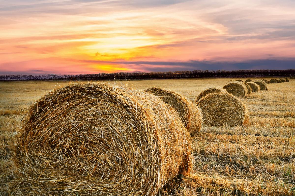 Artificial intelligence already transforming agriculture, says Snaith firm
