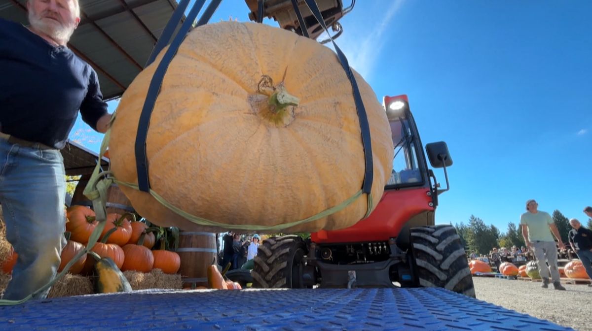 Championship pumpkin weigh