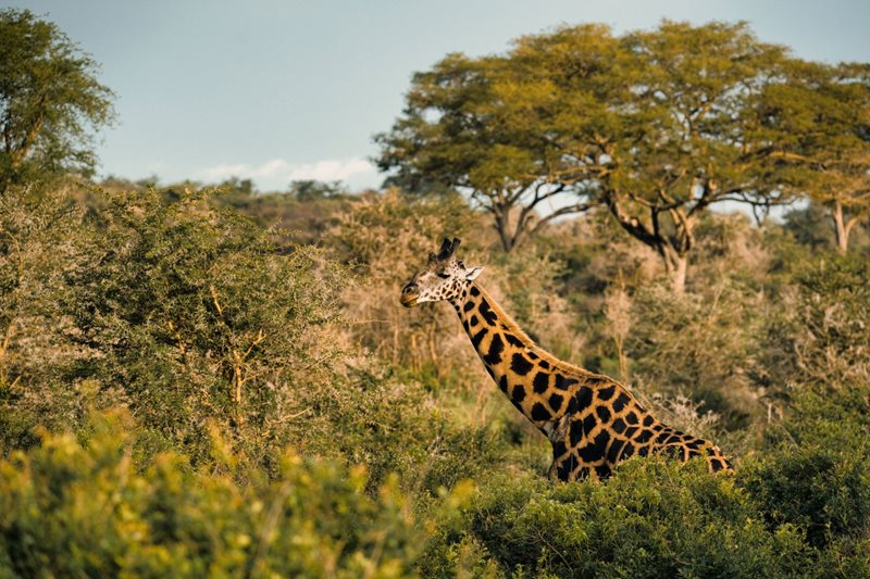 How artificial intelligence could help protect wildlife, animals and fragile ecosystems
