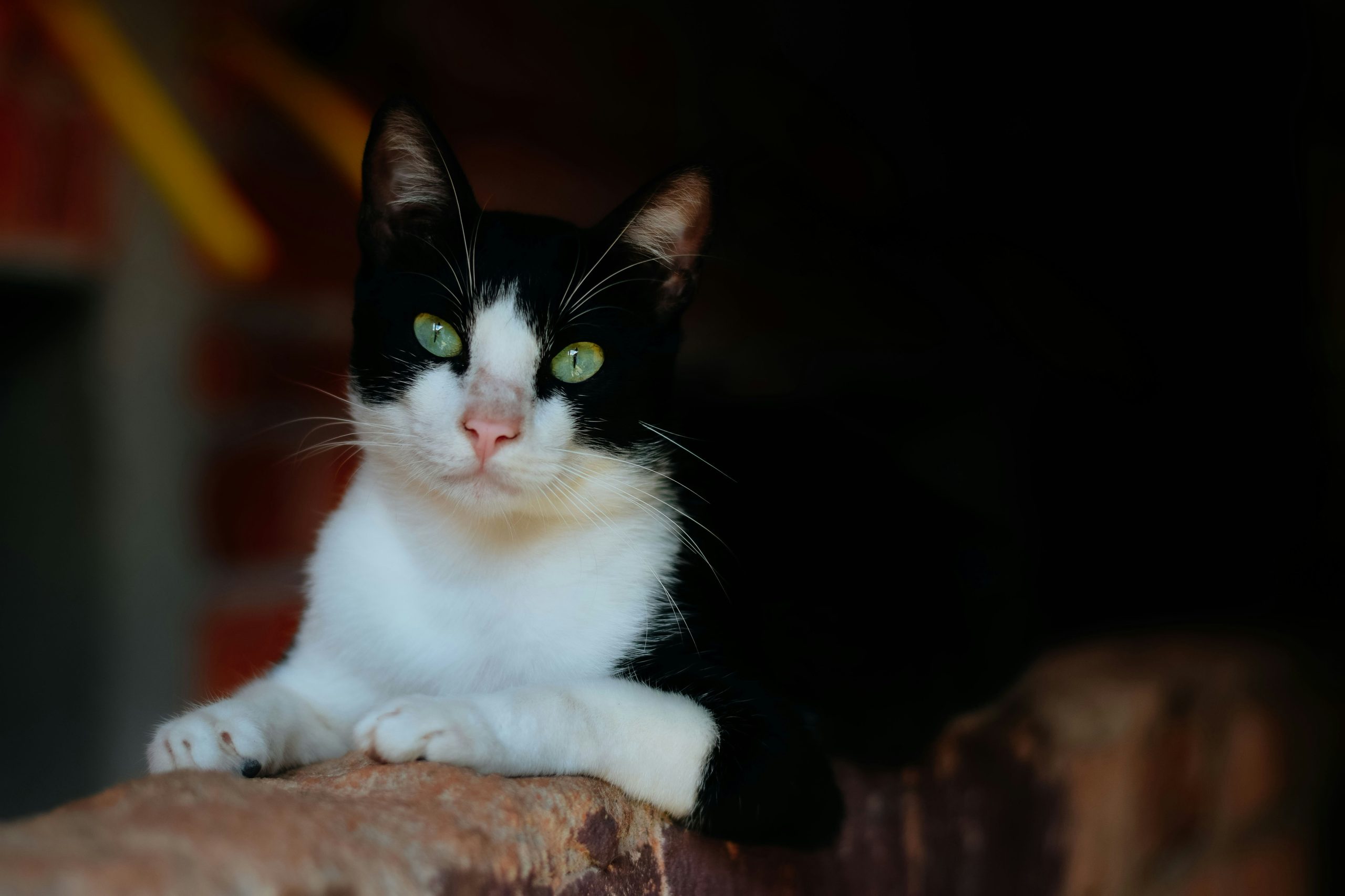 Brazil’s cat boom gives local startups a shot at Leap Venture Studio’s Cohort 11