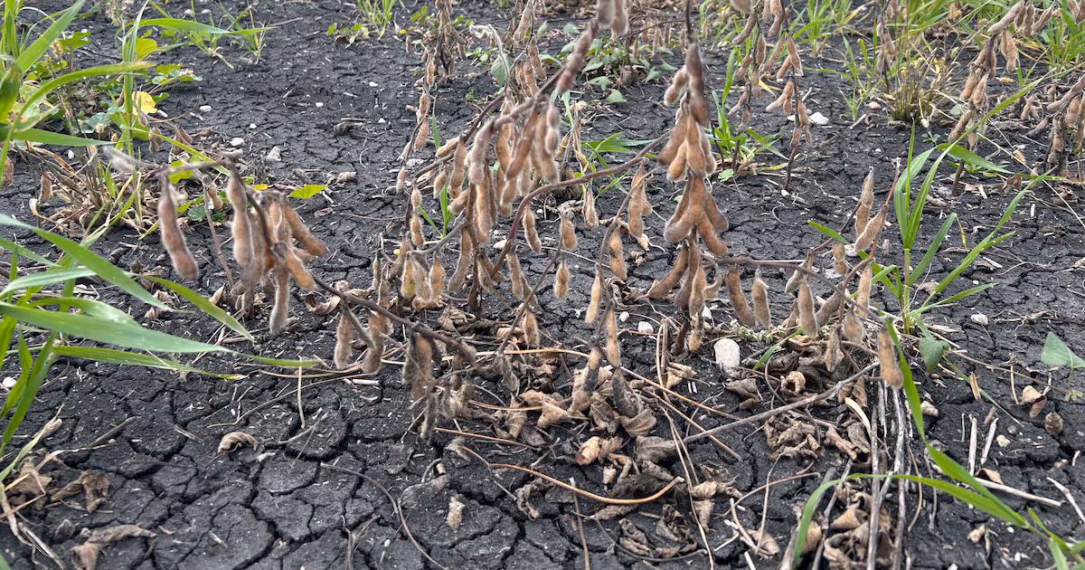 Farmers in this province call this harvest season ‘the worst crop we’ve had’ in more than a decade