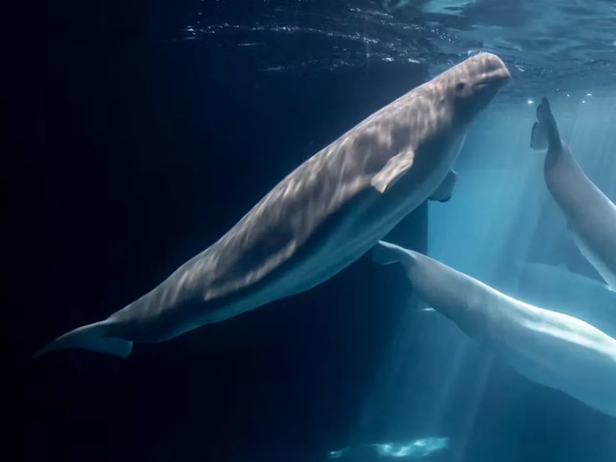 Fifth beluga whale has died following rescue from Marineland