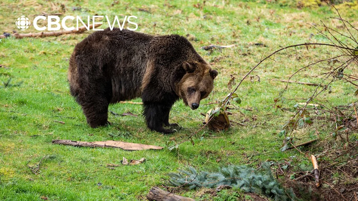 The ongoing battle against grizzly bear poaching in Alberta