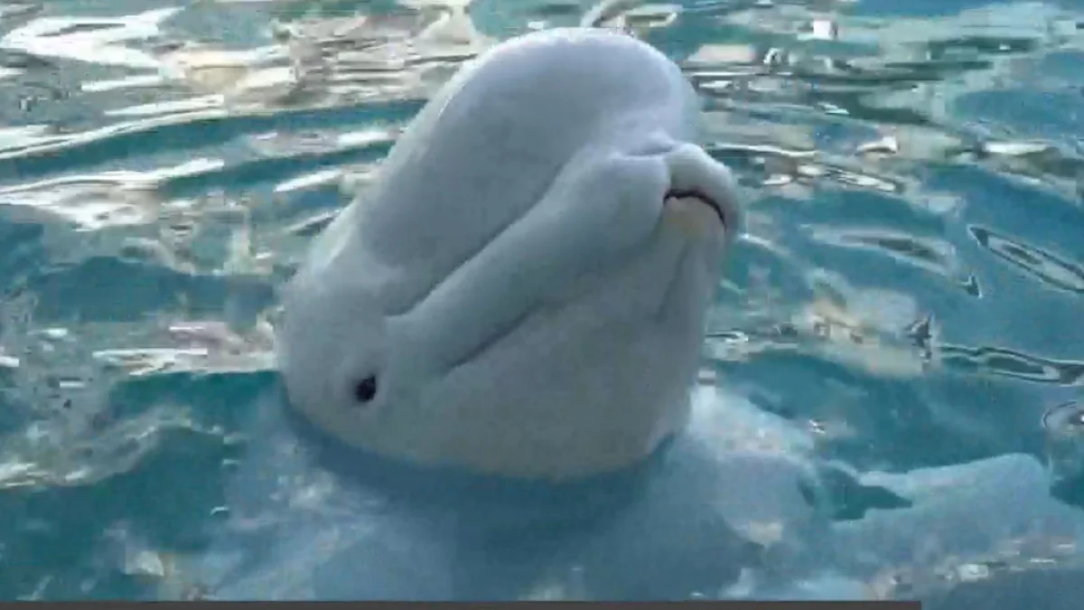 Beluga dies at Chicago aquarium months after Marineland relocation