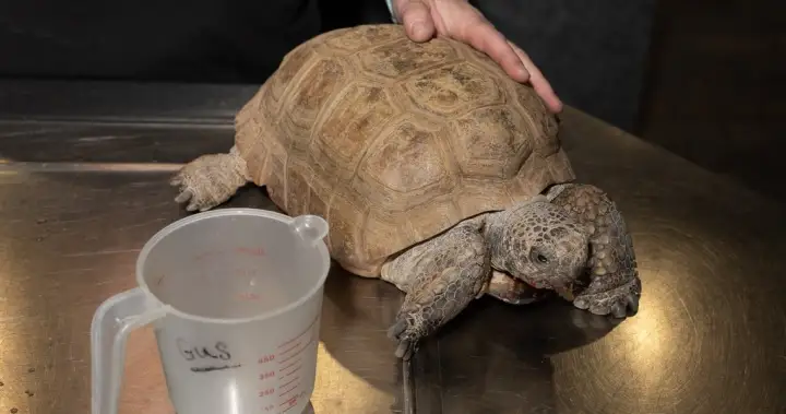 Support pours in for tortoise ahead of surgery