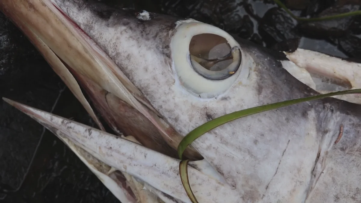 Swordfish carcass discovered on Haida Gwaii coast