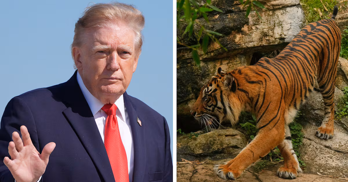 Trump, White House post video of man being killed by tiger