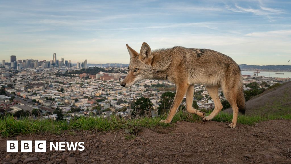 Pictured: Winning entries for Wildlife Photographer of the Year 2026