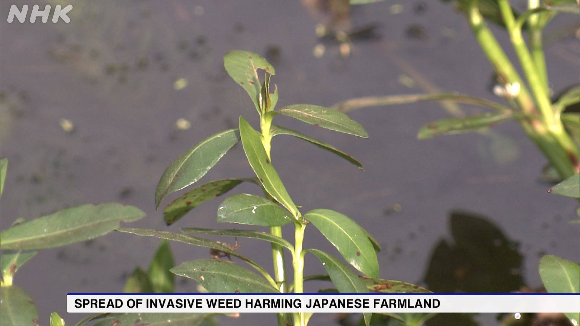 Typhoon rains fuel invasive weed in Japanese farmland | NHK WORLD