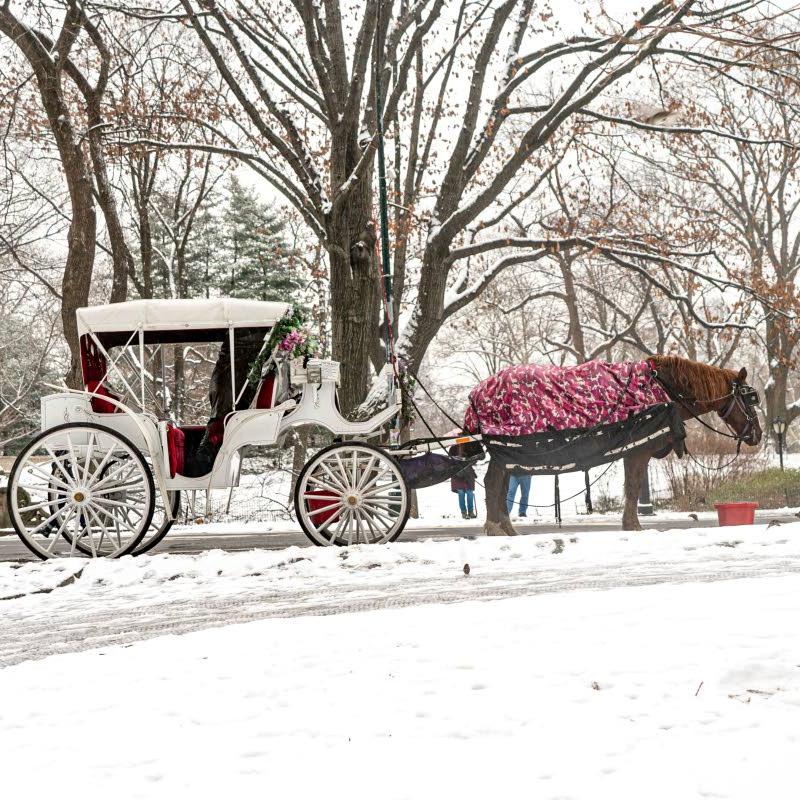 New York to ban Central Park’s horse