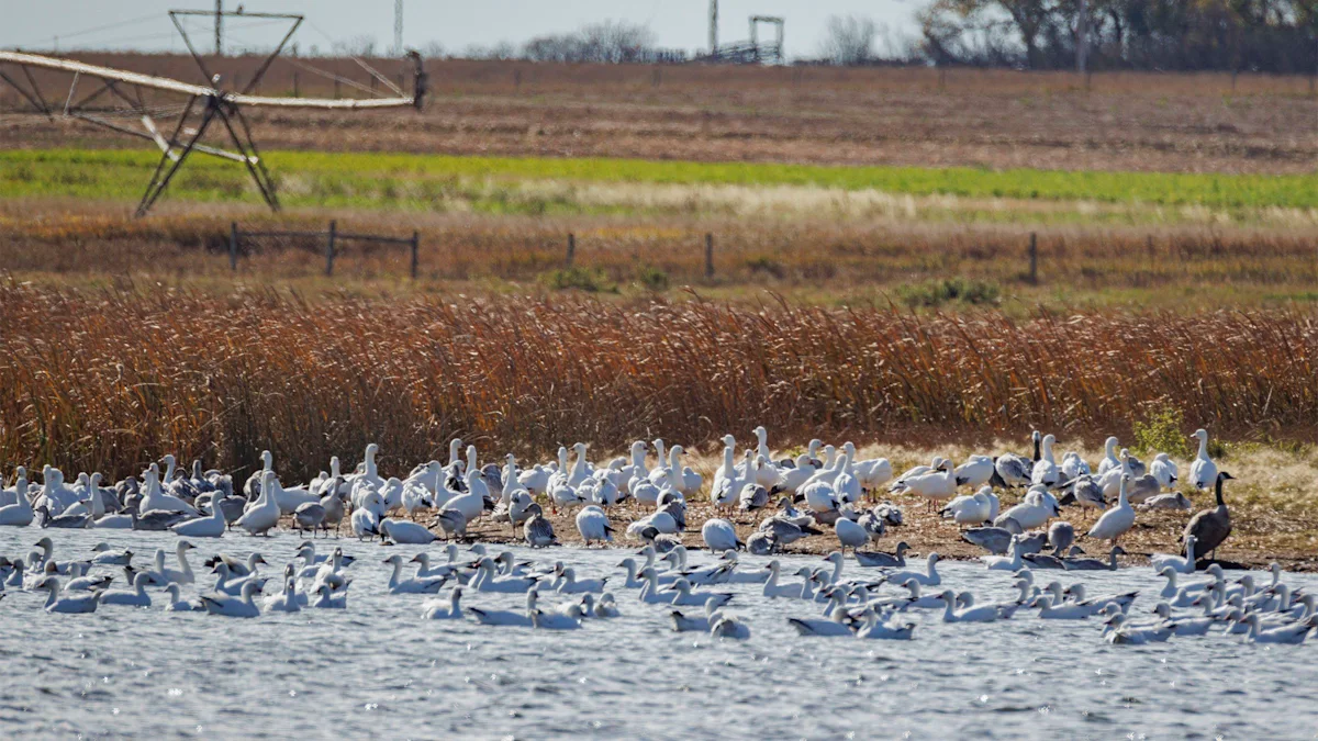 On the Road: Snow geese in the shimmer