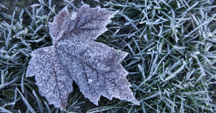 Environment Canada issues overnight frost advisory for Toronto