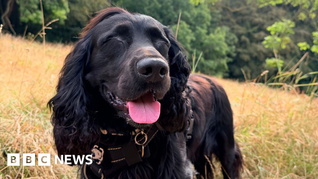 Blind dog learns to navigate the world using only his nose
